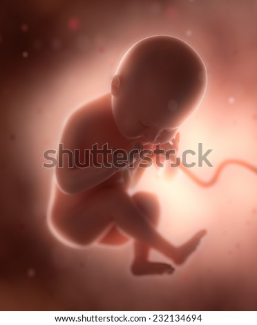 Fetus baby in pregnant  woman belly concept
