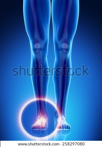 Male bone anatomy ankle Male bone anatomy ankle