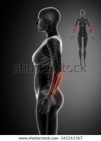Woman's chest muscles from neck down to waist under a blue x-ray - Stock  Image - Everypixel