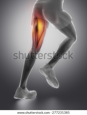 Thigh man muscle anatomy