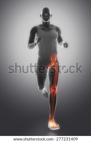 Leg joints anatomy