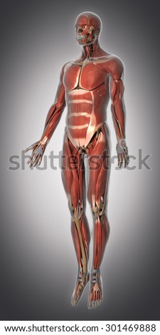 Muscular system anatomy