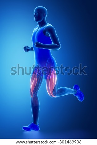 Vastus medialis and lateralis - human muscle anatomy