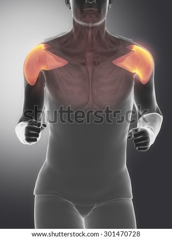 medial deltoid - human muscle anatomy