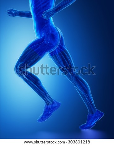Leg muscles  - human muscle anatomy