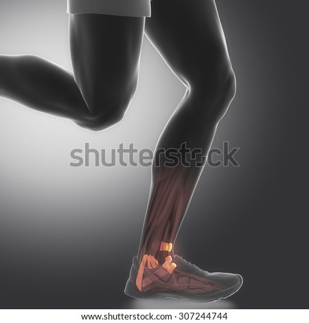 ankle ligaments  - human connective tissue anatomy