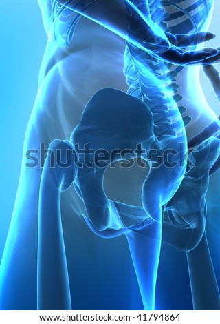 human hip pictures