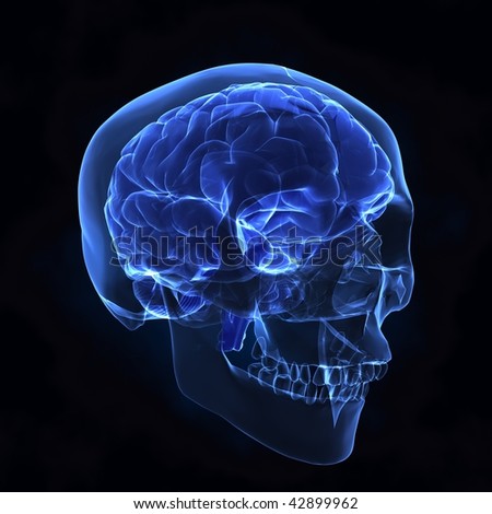 Human brain with skull x-ray view