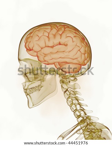 Human brain with skull