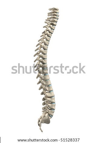 Human Spine Vertebrae