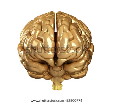 view of brain