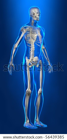 Human skeleton with x-ray body lines