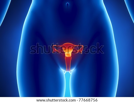 Anterior view of  uterus, fallopian tube, ovary, cervix.