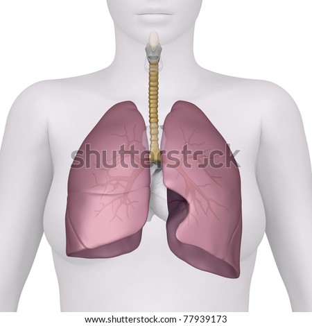 image of lungs