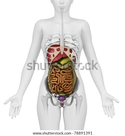 Anatomy Of Abdomen