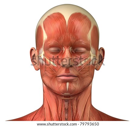 Male Head Muscular System Anatomy Frontal Lateral View Stock Photo