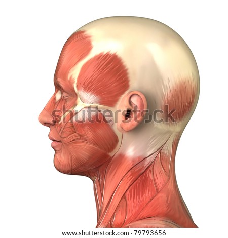 Male Head Muscular System Anatomy Right Lateral View Stock Photo