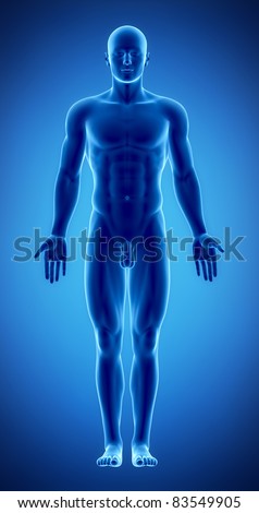Male in anatomical position in x-ray view Male in anatomical position in x-ray view
