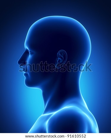 Left view human head Left view human head
