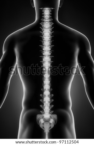Human spine posterior view