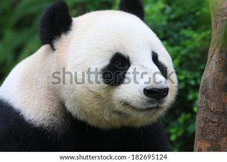 Panda Bear Posing Close up