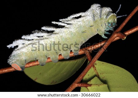 atlas moth caterpillar