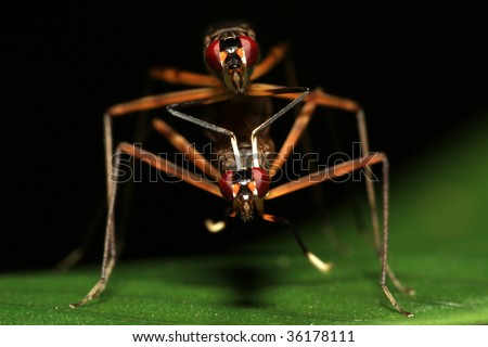 Fly Front View