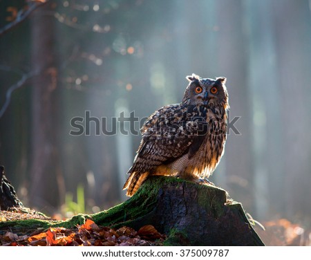 Eurasian Eagle Owl (Bubo Bubo) sitting on the stump, close-up, wildlife photo.
