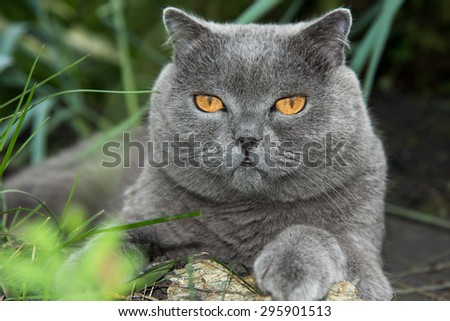 Grey british cat lying in the green grass, background, cute funny cat close up, young playful cat on a bed, domestic cat, relaxing cat, cat resting, cat playing at home, elegant cat