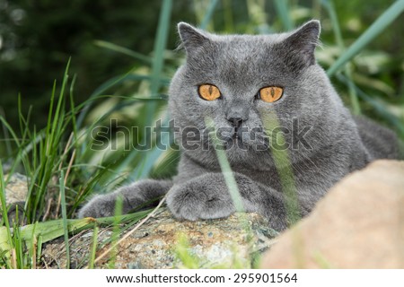Grey british cat lying in the green grass, background, cute funny cat close up, young playful cat on a bed, domestic cat, relaxing cat, cat resting, cat playing at home, elegant cat