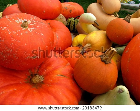 Pumpkins and gourds at a farm stand on Long Island, New York