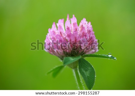 Red clover, Trifolium pratense