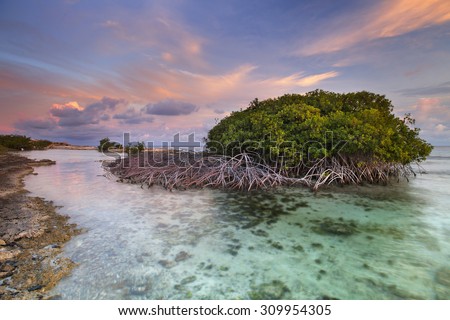 Mangrove trees in a tropical lagoon on the island of Curaçao, Netherlands Antilles. Photographed at sunset.