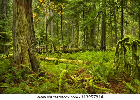 Lush rainforest in the Cathedral Grove on Vancouver Island, Canada.