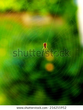 A beautiful spider web with a small spider in the middle and greenery in background