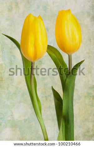 Yellow tulips with a vintage, textured, aged background