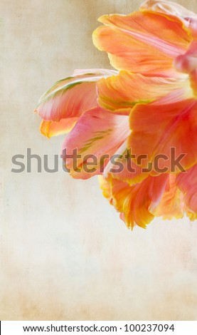 French parrot tulips with a vintage, aged texture.  Beautiful warm pink and orange tones. Copy space