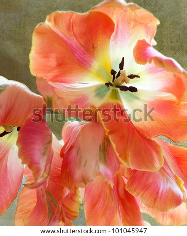 Colorful French or parrot tulip flowers in tones of orange and pink, with a vintage textured background.