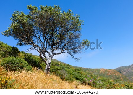 Tree on a hill.  California landscape with one oak tree, golden grass and green shrubs on a hillside shot against a blue sky.