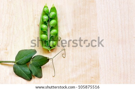 Fresh green peas in a pod with leaves and tendrils, on a maple wood cutting board. The peas are a gourmet petit pois variety. Close up of water droplets.