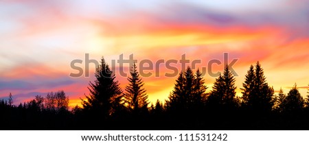 Sunset in Alaska. Panorama of a big colorful sky above silhouetted trees.