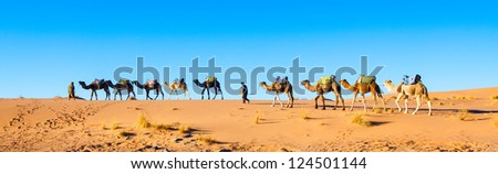 Camel caravan on the Sahara desert in profile against a bright blue sky.  Panorama.