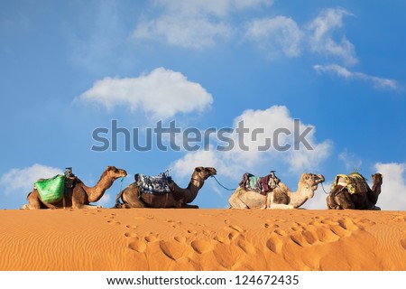 Camels sitting in a row on top of a sand dune in the Sahara desert, with blue sky and clouds in the background. Closeup view of texture and color. Location: Erg Chebbi, Morocco