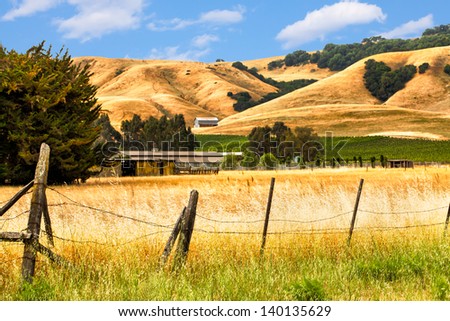 California landscape with rolling golden hills, oak trees and green vineyards.  Location: wine country region of Sonoma and Napa valley.