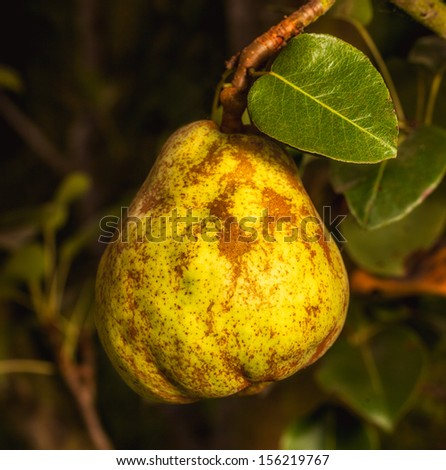 Close up of a ripe pear hanging from a tree. Square format.