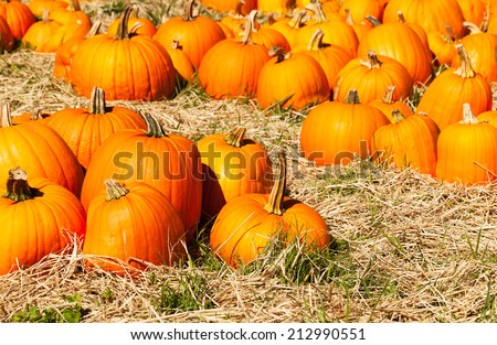 Pumpkin patch in a field of straw. Background for fall, autumn, Halloween, Thanksgiving, seasonal display.