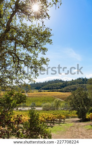 California wine country vineyard landscape with natural sun flare. Vertical with copy space