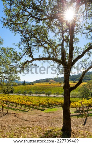California wine country vineyard landscape with sun flare. Vertical
