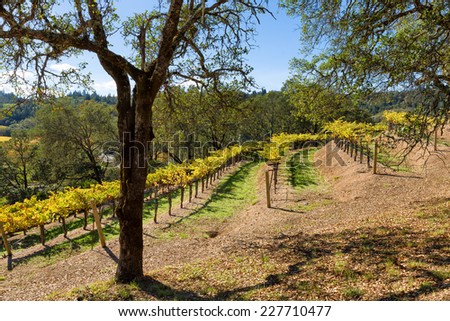 California wine country vineyard with terraced rows and an oak tree in the foreground