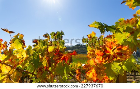 Grape leaves with fall color in a California wine country vineyard. Close up leaves are back lit with sun flare. Copy space.